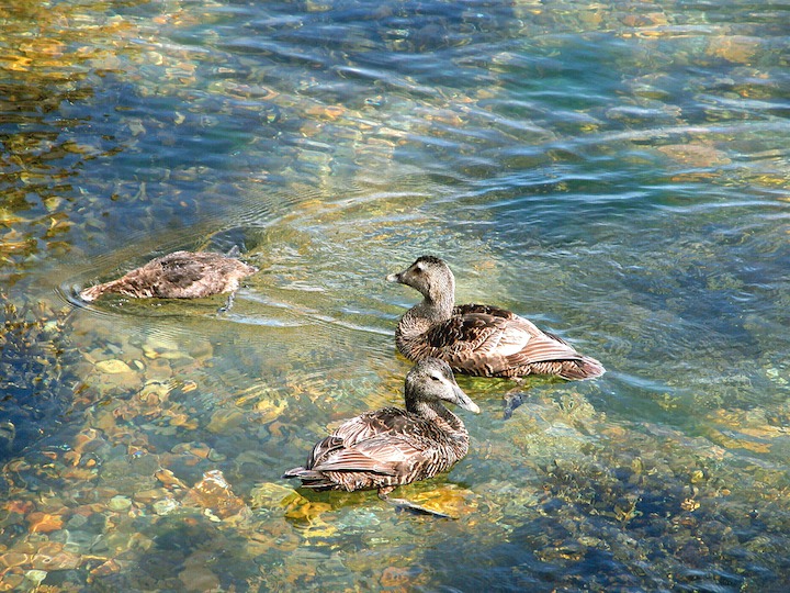 12-07-2003 06 Eider