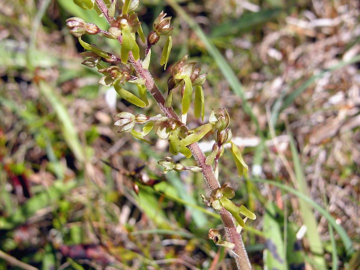 13-07-2003 002 Twayblade