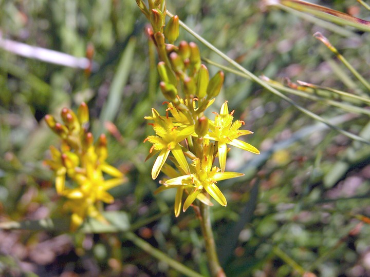 13-07-2003 003 Bog Asphodel