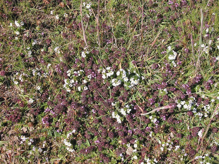 13-07-2003 004 Eyebright