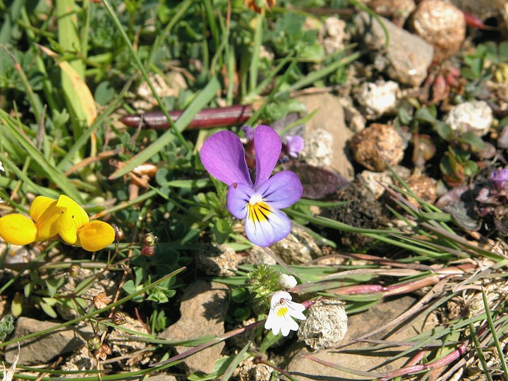 13-07-2003 007 Heartsease