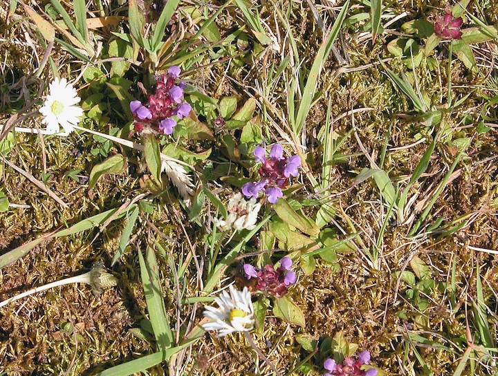 13-07-2003 009 Self-heal 