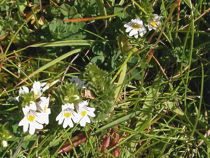 13-07-2003 010 Eyebright 