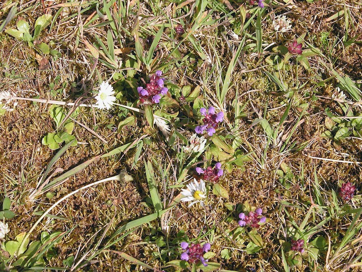 13-07-2003 011 Self-heal