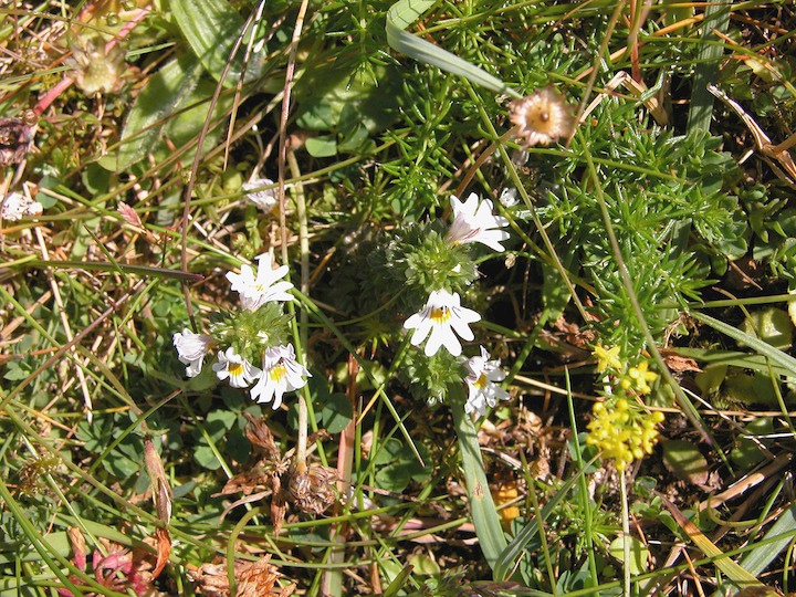 13-07-2003 013 Eyebright