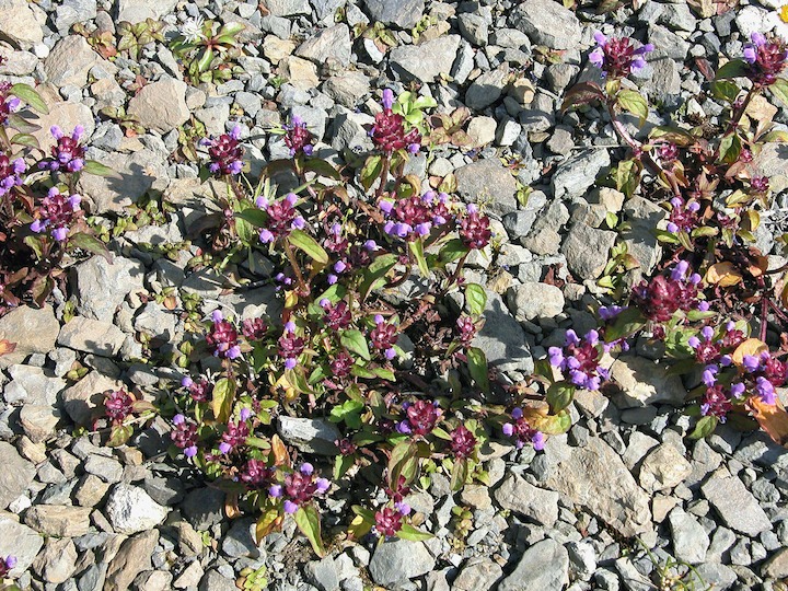 13-07-2003 016 Self-heal