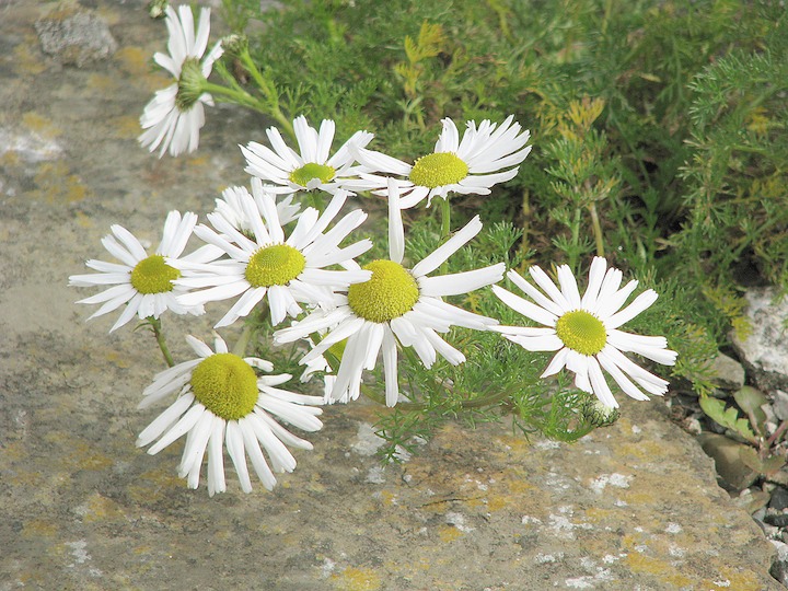 13-07-2008 21 Sea Mayweed