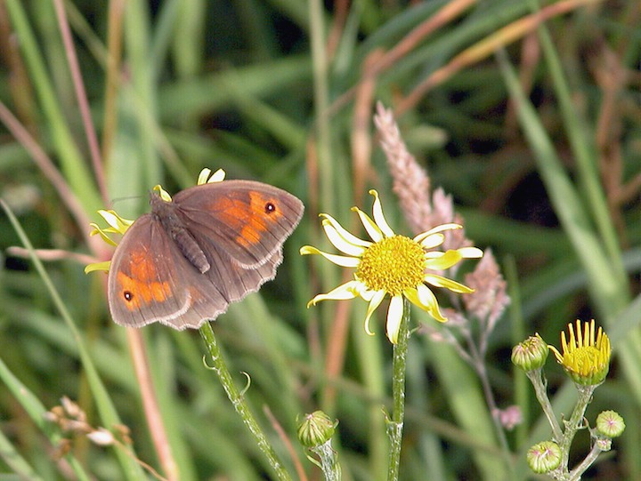 15-07-2003 002 Meadow Brown