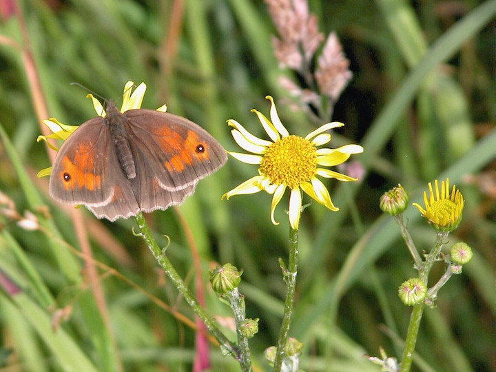 15-07-2003 003 Meadow Brown