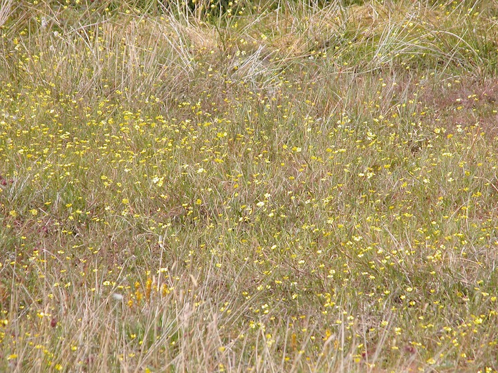 15-07-2003 004 Spearwort