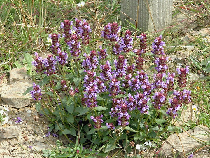 15-07-2003 005 Self-heal 