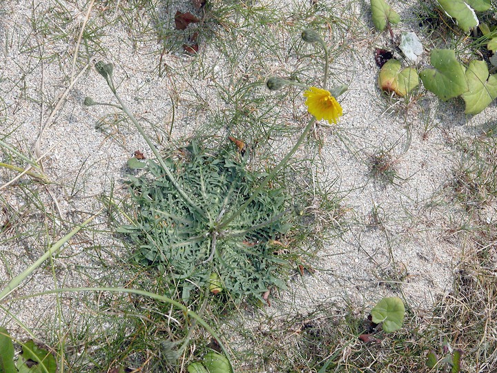 15-07-2003 006 Hawksbeard 4th Barrier