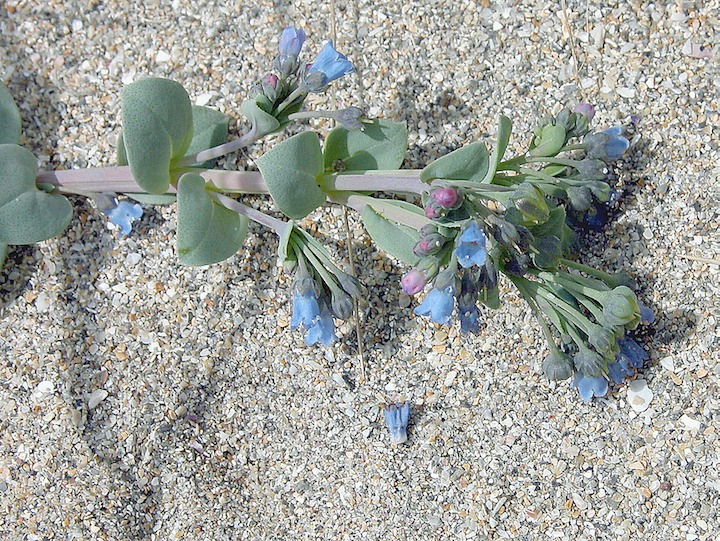 15-07-2003 007 Mertensia