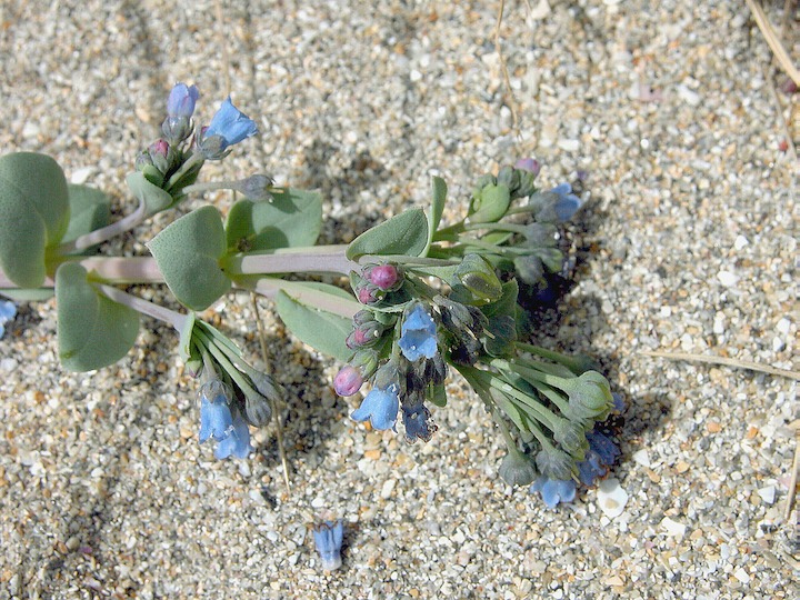 15-07-2003 008 Mertensia