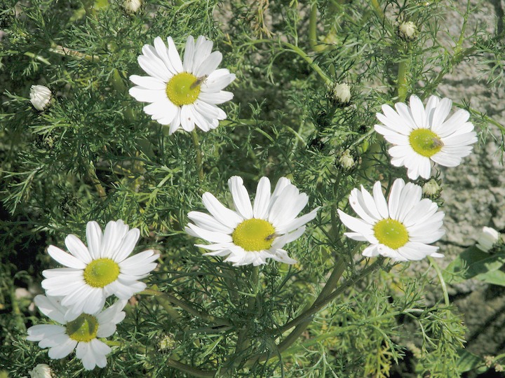 15-07-2004 4121 Sea Mayweed