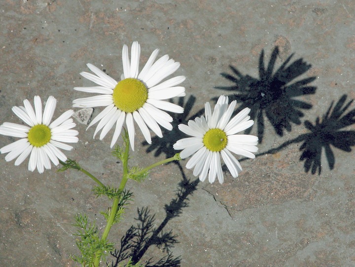 15-07-2004 4122 Sea Mayweed