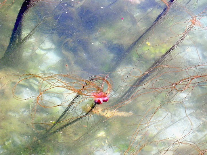 15-07-2006 2d Jellyfish