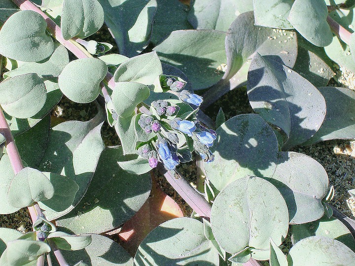 15-07-2006 8d Mertensia