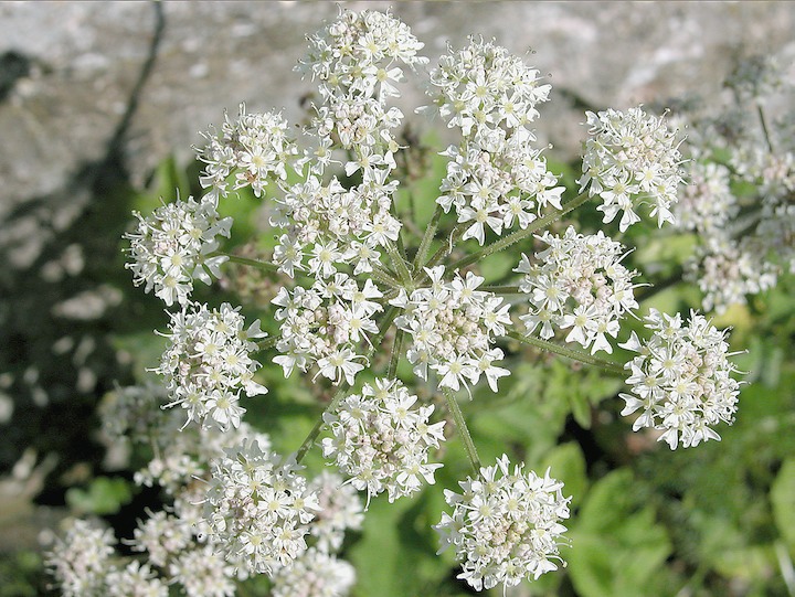 15-07-2007 016 Hogweed