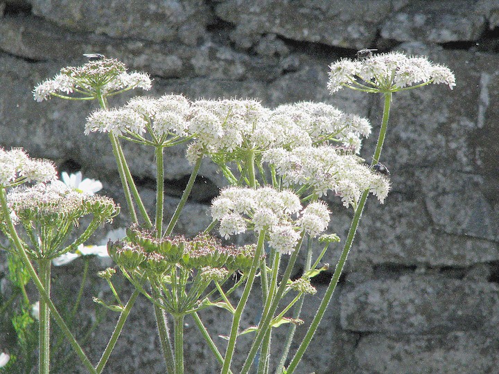 23-07-2008 068 Hogweed