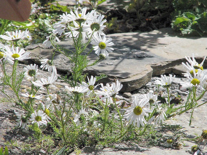 23-07-2008 069 Sea Mayweed