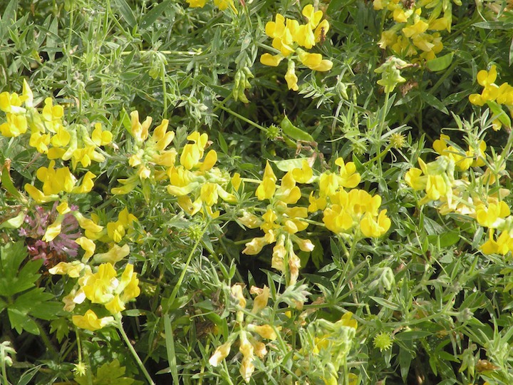 23-07-2009 1033 Vetchling Meadow