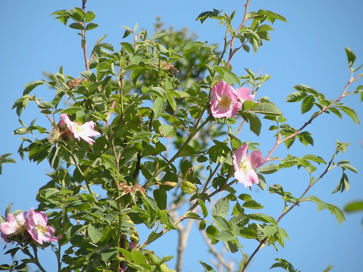 23-07-2010 937 Dog rose