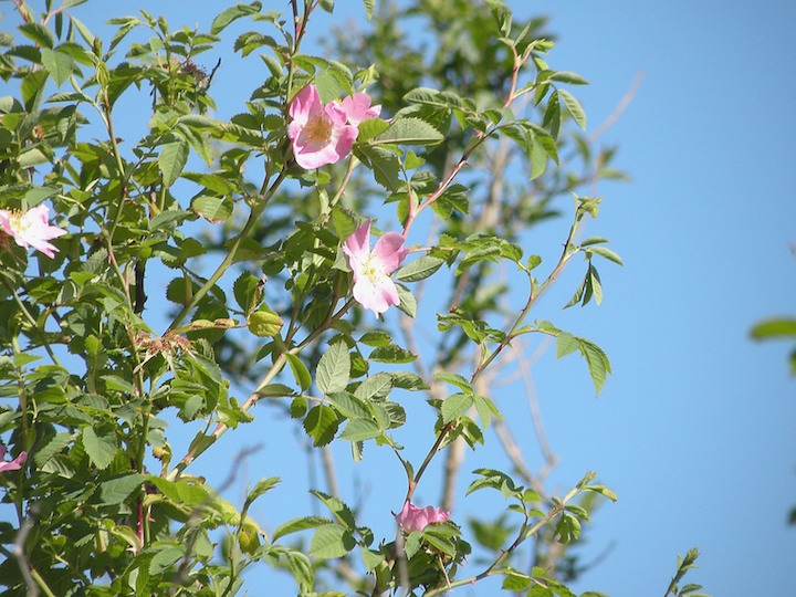 23-07-2010 938 Dog rose