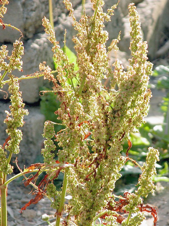 24-07-2003 2324 Dock Broad-leaved 