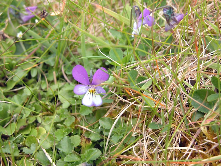 25-07-2004 4307 Heartsease Aikerness