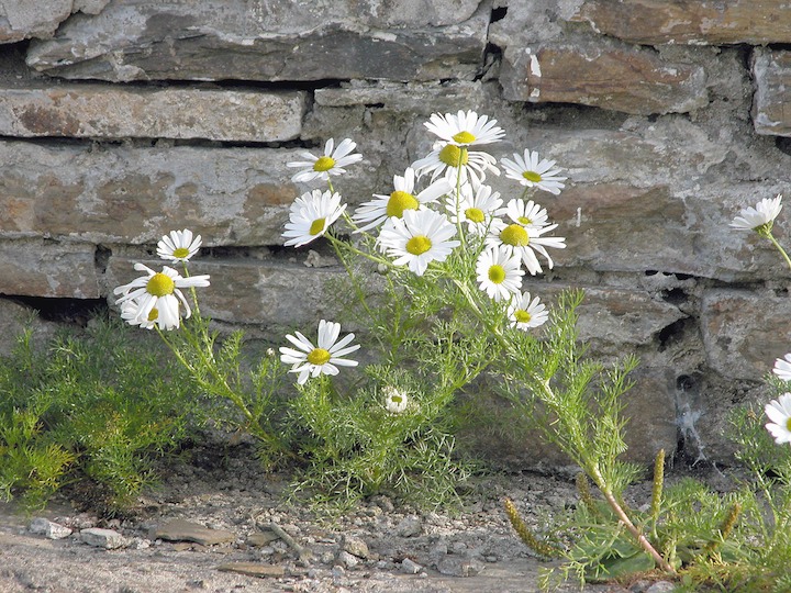 25-07-2006 331 Sea Mayweed