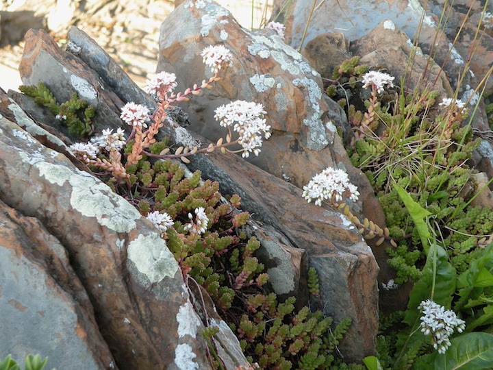 25-07-2009 1055 Stonecrop White