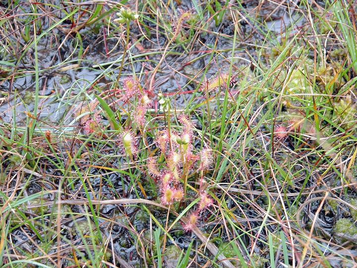 26-07-2004 4328 Long-leaved Sundew