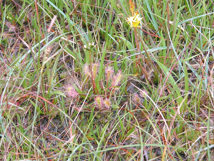 26-07-2004 4329 Long-leaved Sundew