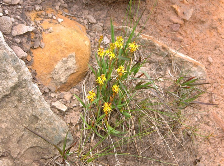 26-07-2004 4339 Bog Asphodel