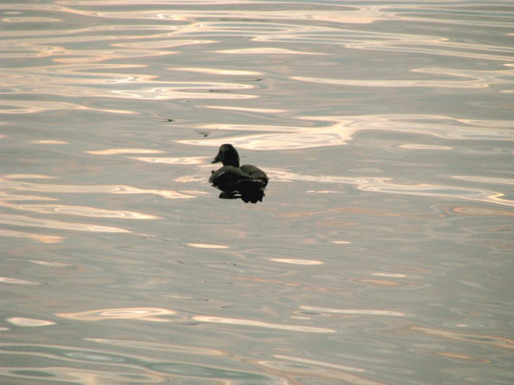 26-09-2008 0550 Eider 0709