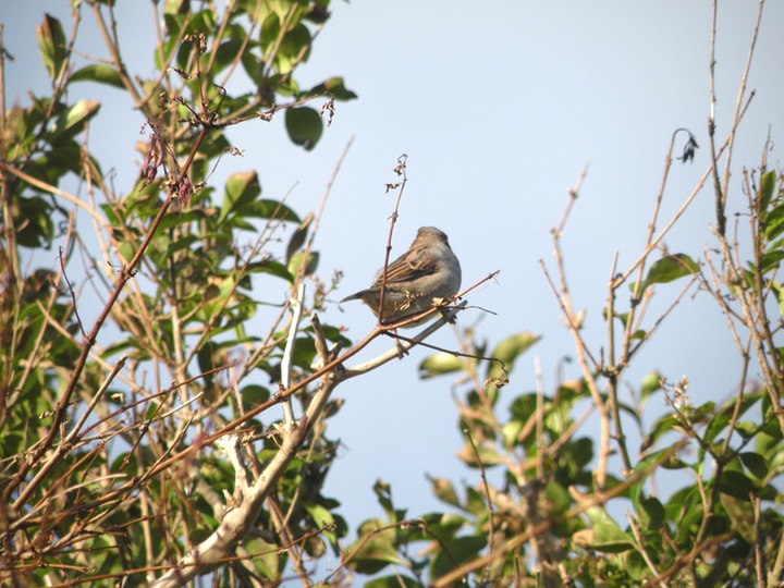 26-09-2010 083 House Sparrow