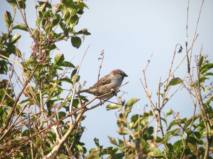 26-09-2010 084 House Sparrow