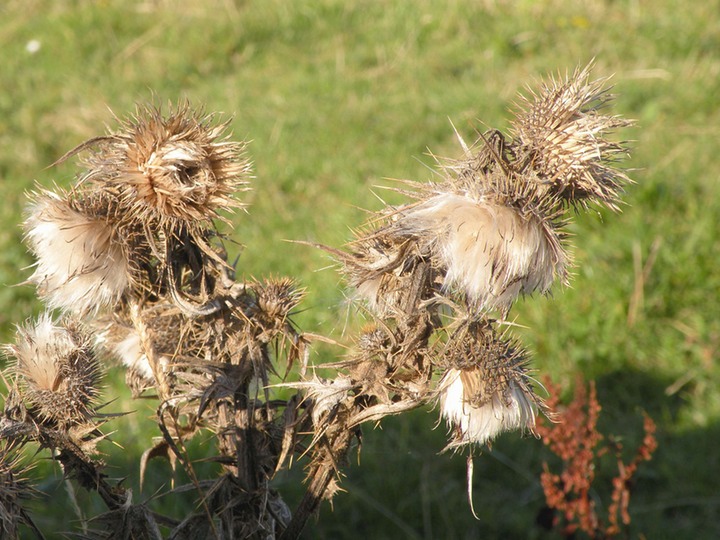 26-09-2010 090 Thistle seeds