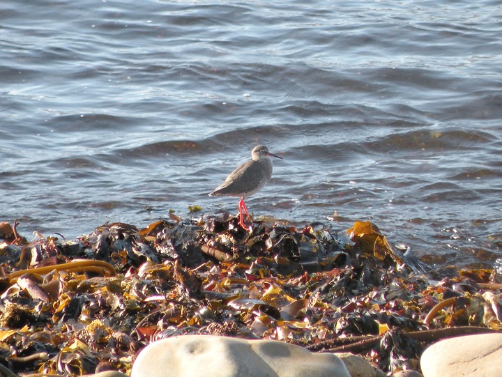 26-09-2010 096 Redshank