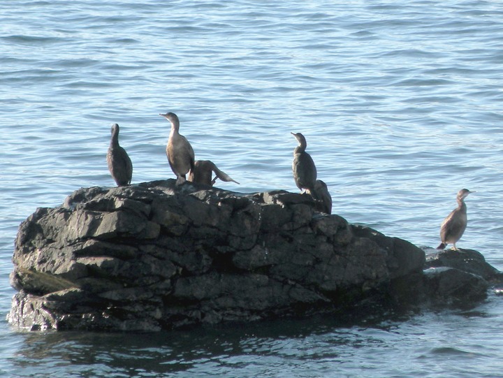 26-09-2010 097 Shags