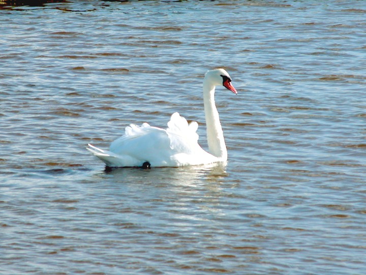 29-09-2005 5413 Mute swan