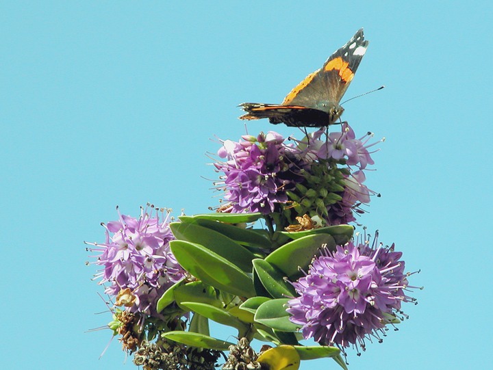 30-09-2006 463 Red Admiral