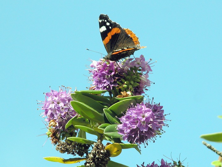 30-09-2006 464 Red Admiral