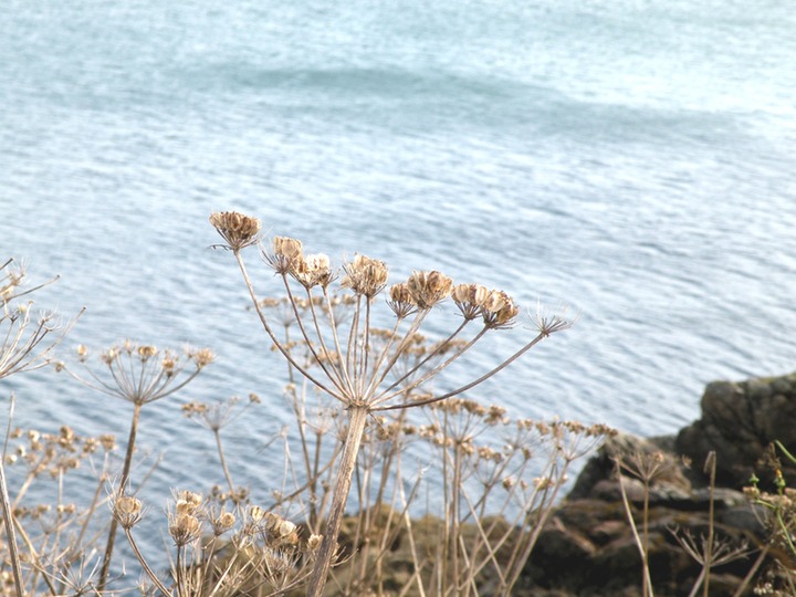 30-09-2009 034 Hogweed